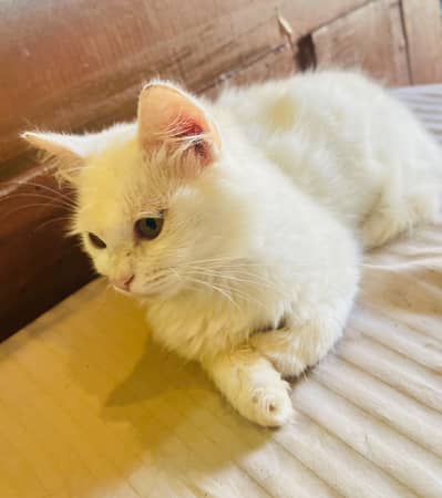 Persian female full white cat