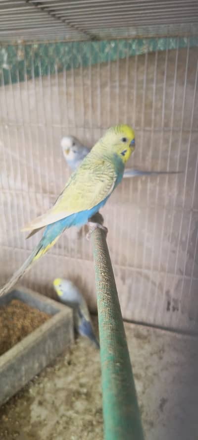 Rainbow working birds for sale