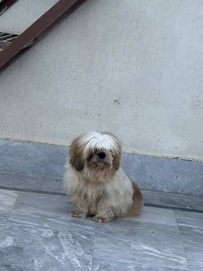 Shitzu female fr sale