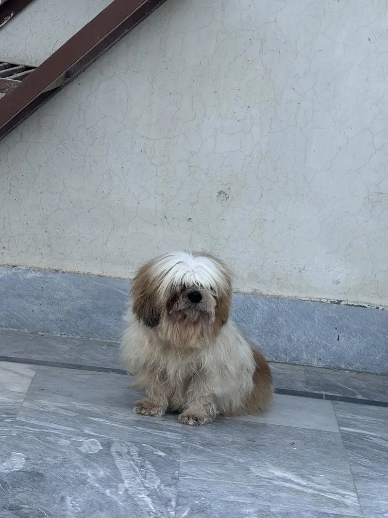 Shitzu female fr sale