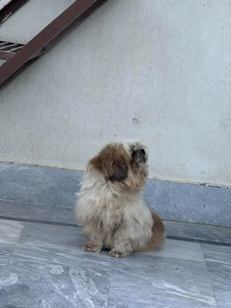 Shitzu female fr sale — photo 2