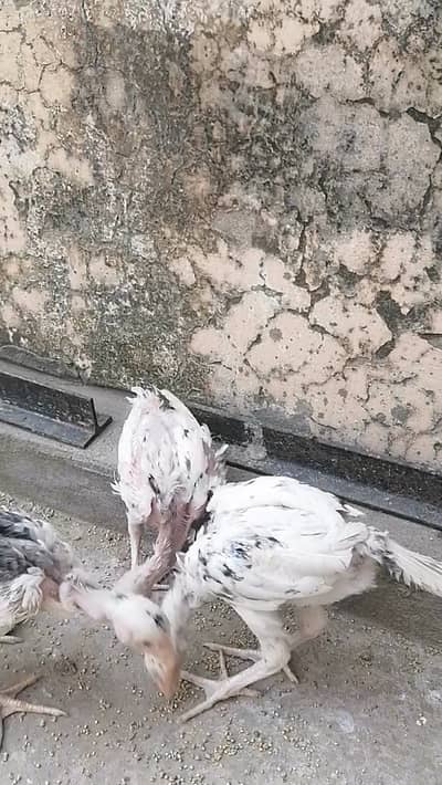 Cheena chicks 3000 per piece