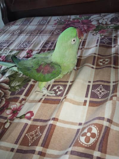 Parrot For Sale