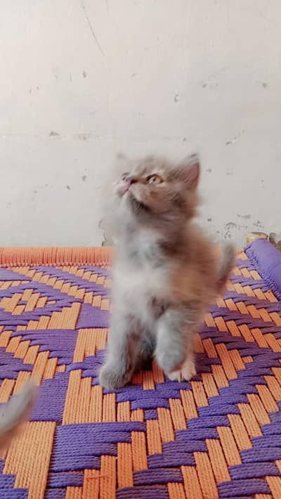 pair of kittens