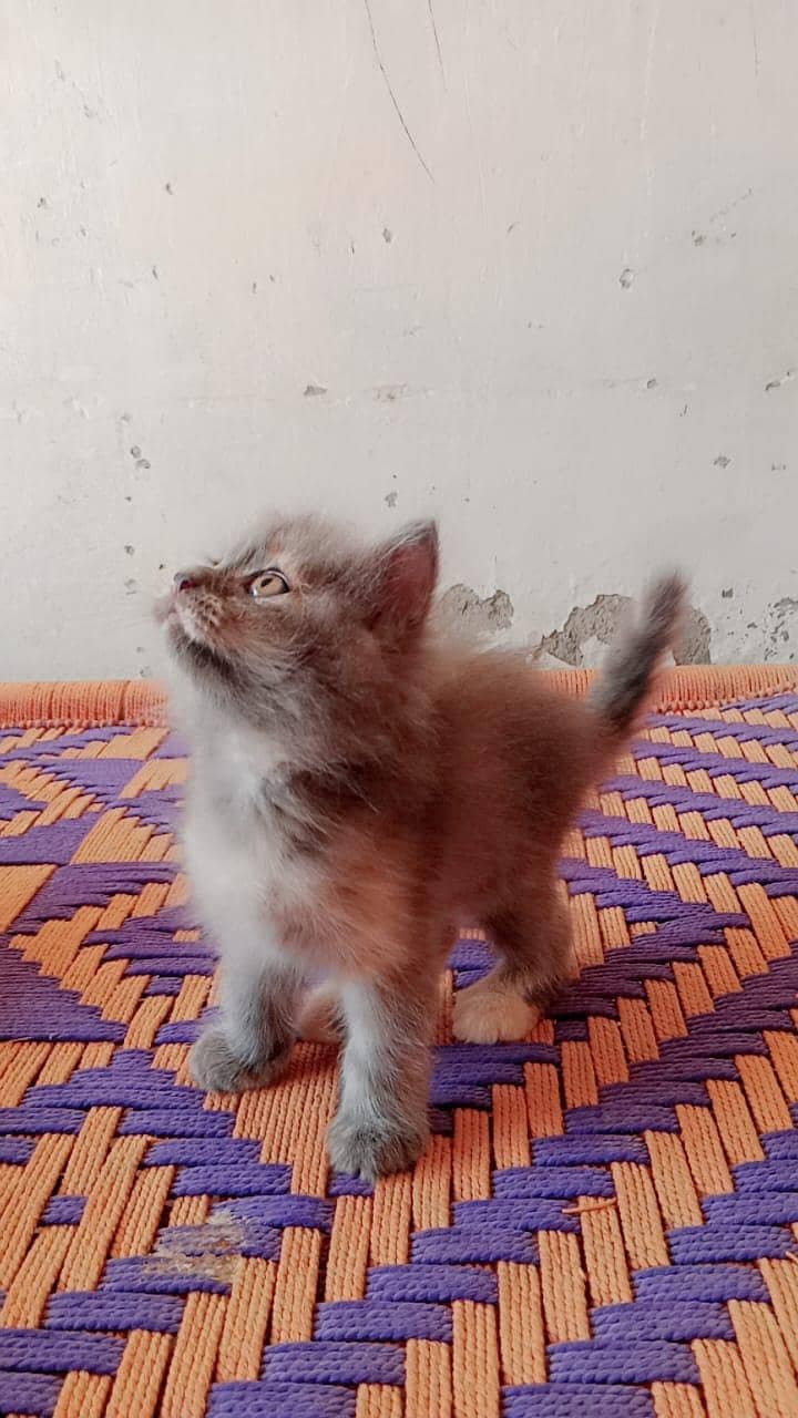 kitten 1