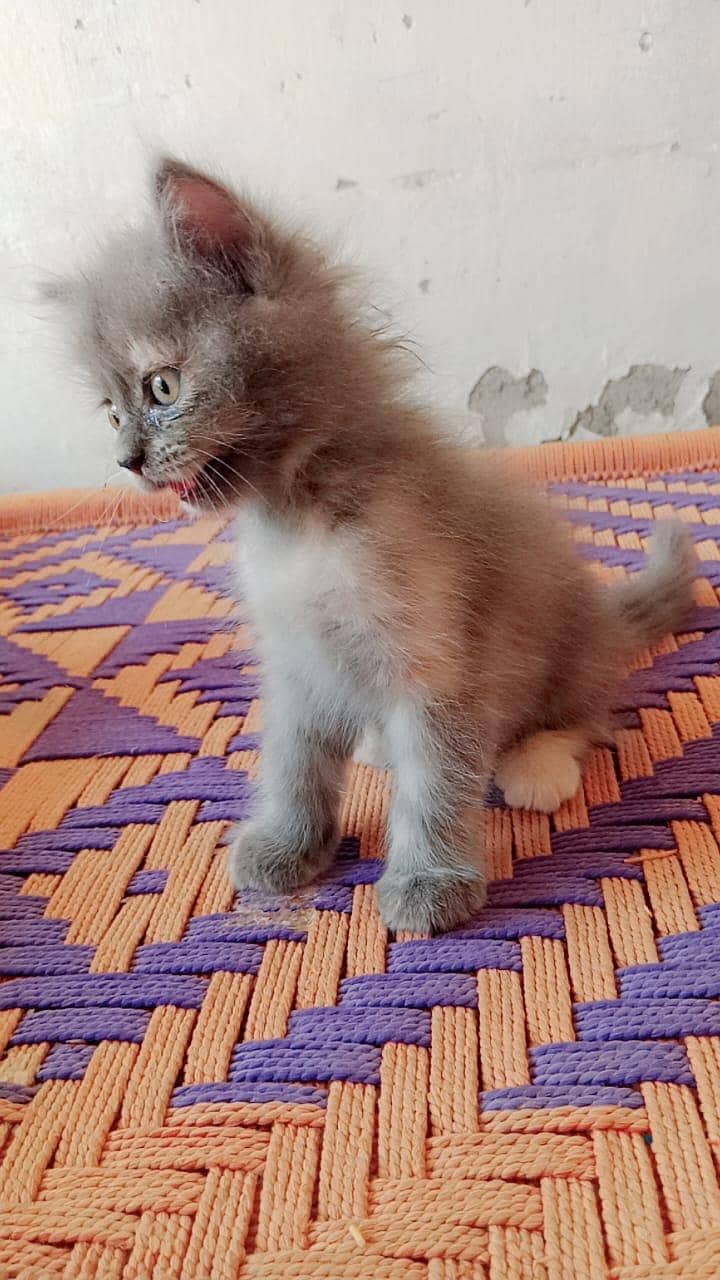 kitten 2