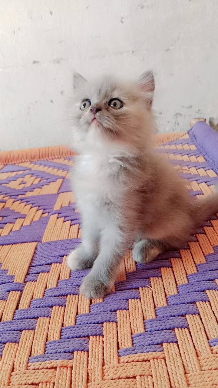 kitten 3