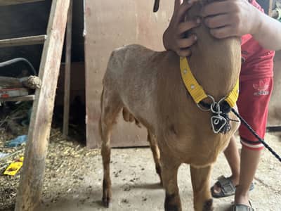 Toota puri & kamorri cross Bakra | Qurbani 2k27 Bakra | VVIP Bakra