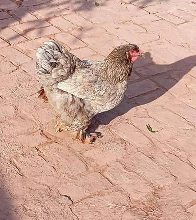 blue brahma female