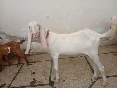 Goat | Bkra | Bkri | Kamori bkri | Rajnpuri Bkra For sale