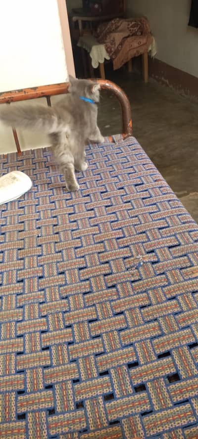 home breed kitten