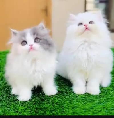 (Persian female kitten) (for sale all) (Pakistan delivery available)