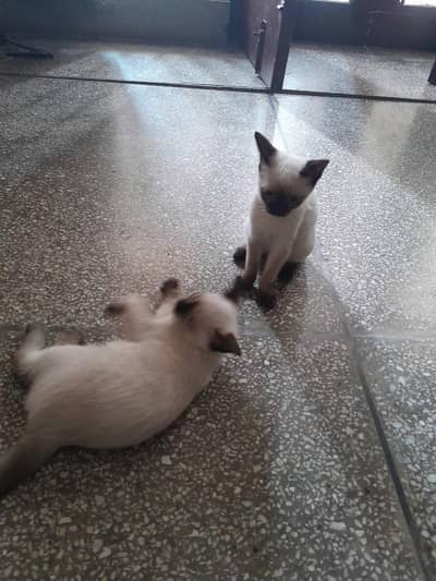 2 trianed female cats