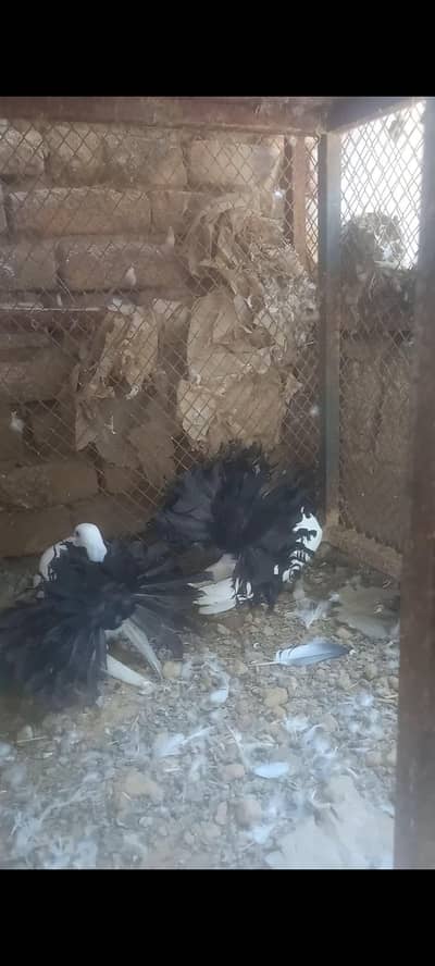 fancy pigeon pairs and single