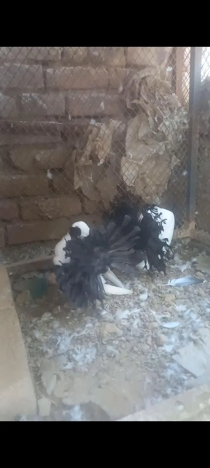 fancy pigeon pairs and single — photo 2
