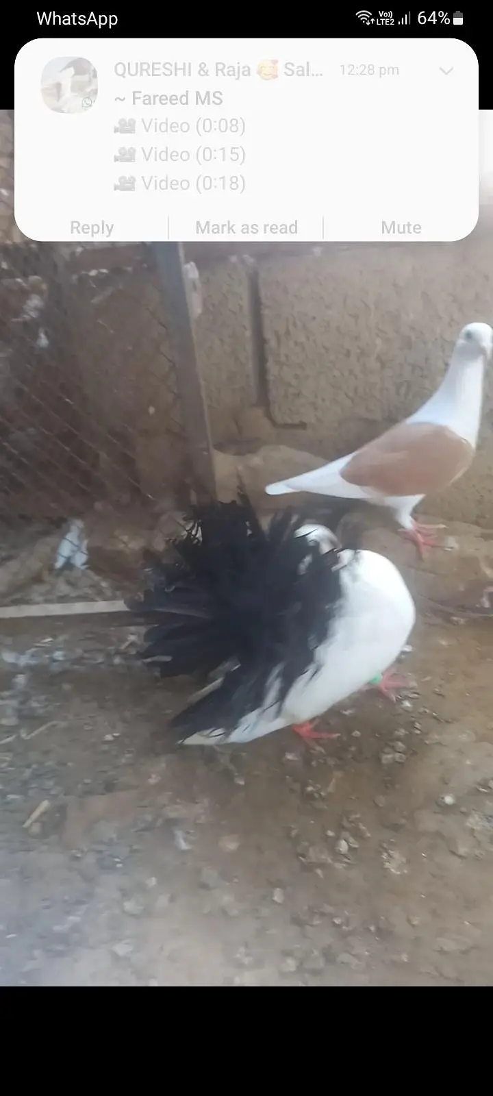 fancy pigeon pairs and single — photo 3