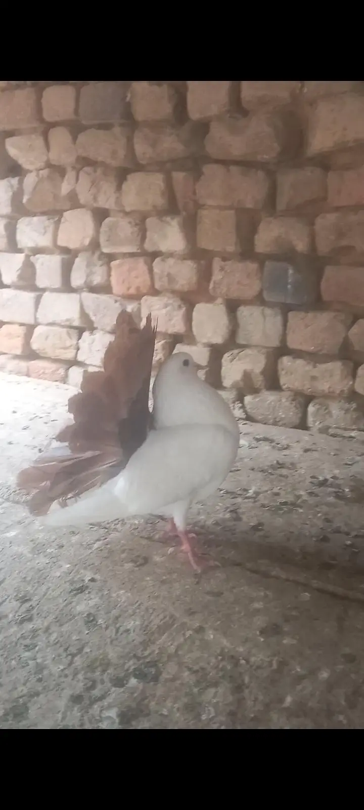 fancy pigeon pairs and single — photo 4