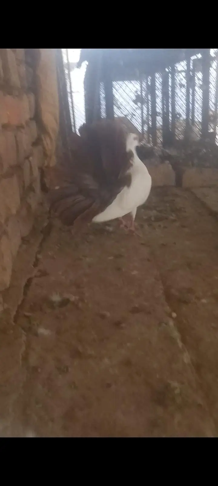 fancy pigeon pairs and single — photo 5
