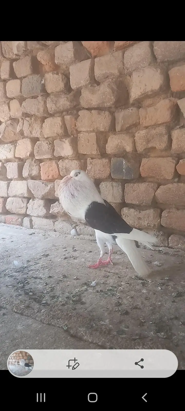 fancy pigeon pairs and single — photo 6