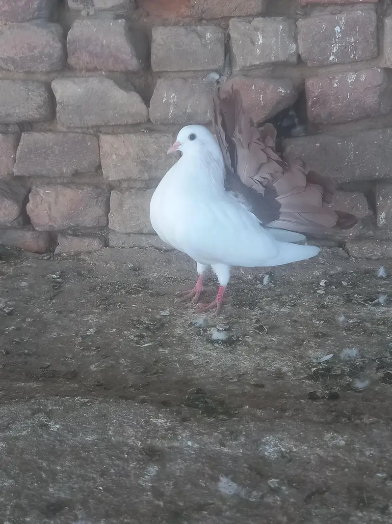 fancy pigeon pairs and single — photo 7