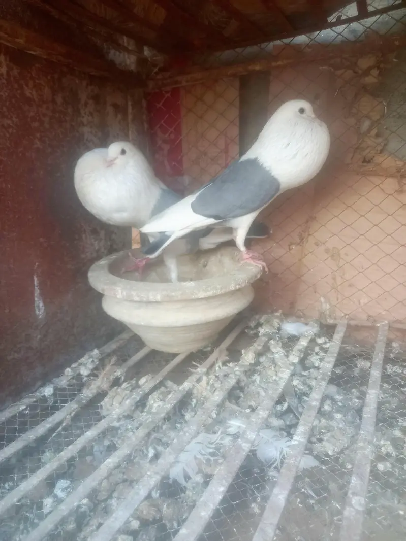 fancy pigeon pairs and single — photo 8