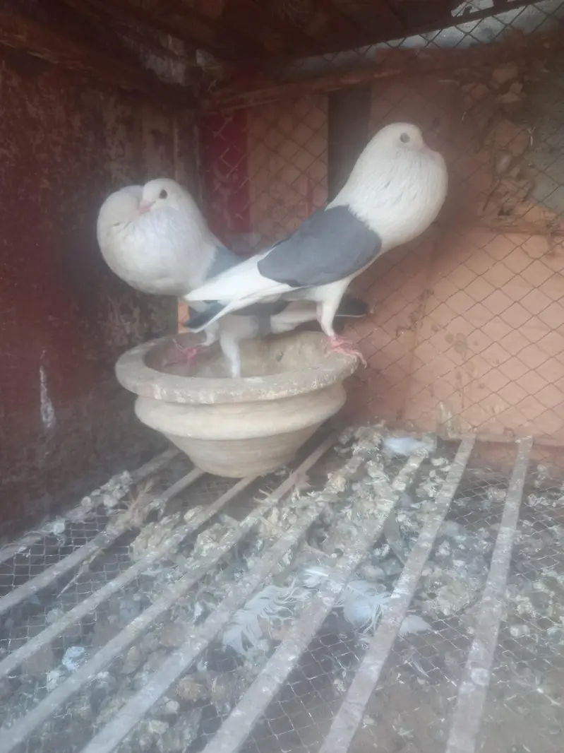 fancy pigeon pairs and single — photo 9