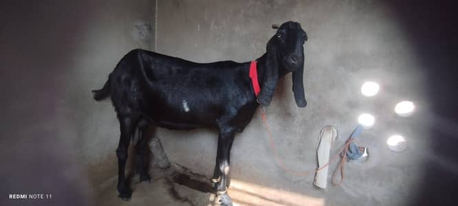 Ambartasri breeder goat