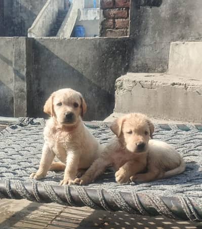 Labrador Puppies Female