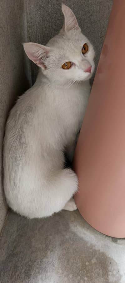 cat 
