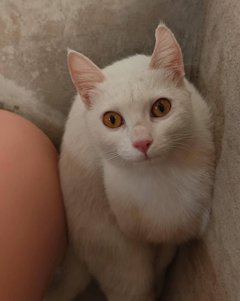 cat  1