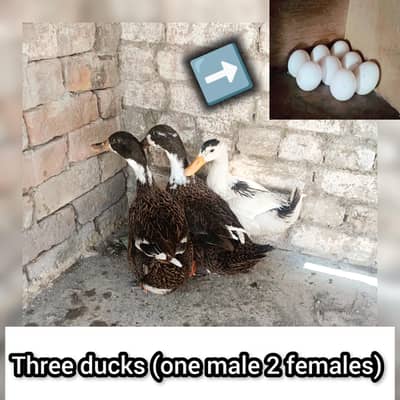 3 Healthy Ducks for Sale – Home Raised for breed (with 8 eggs free)