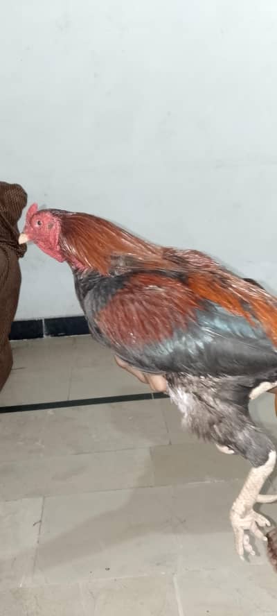hen selling