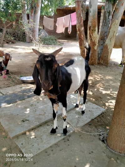 ak adad bakri or sath me do bachy Hain dono maadi Hain 7.7maheeny k h