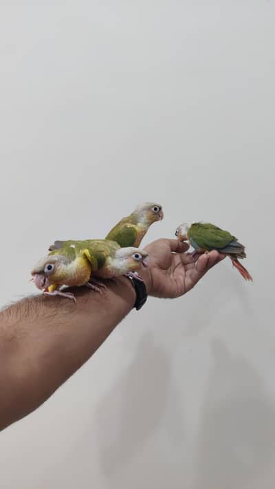 Hand Tame Conure
