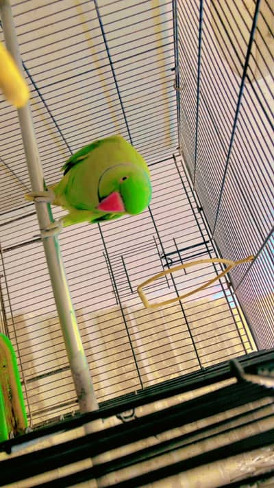 Male Ringneck