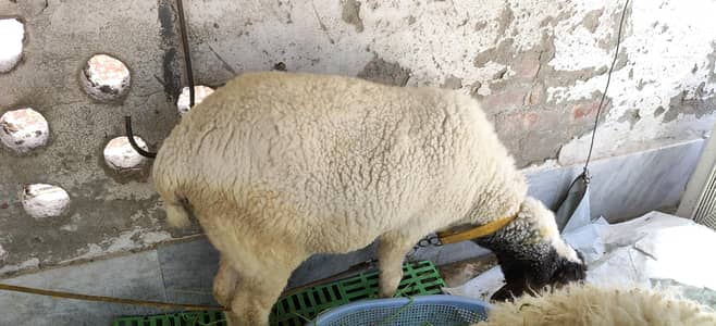one sheep and baby for sell