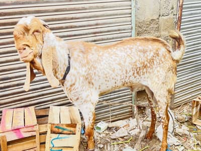 Makichini bakra ha brider ha 90 kg weight ha