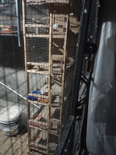 Dove breeder Pairs