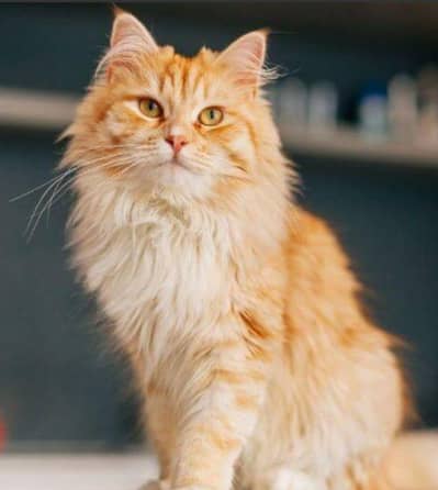 persian cat. . .