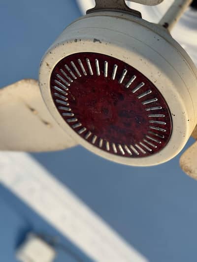 1 ceiling fan