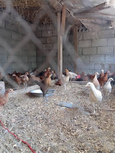 Golden misri Chicks for sale