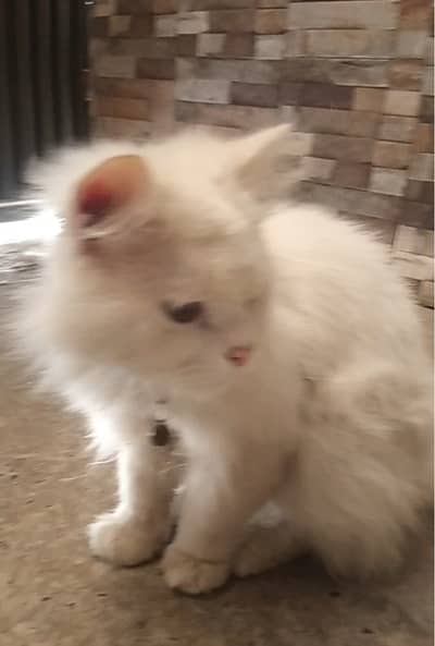 Male Female persian