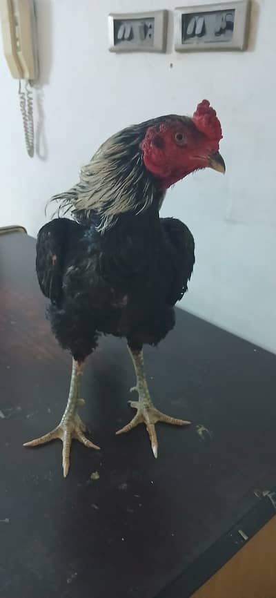 TOP QUALITY ASEEL MURGHA FOR SALE  IN KARAHI