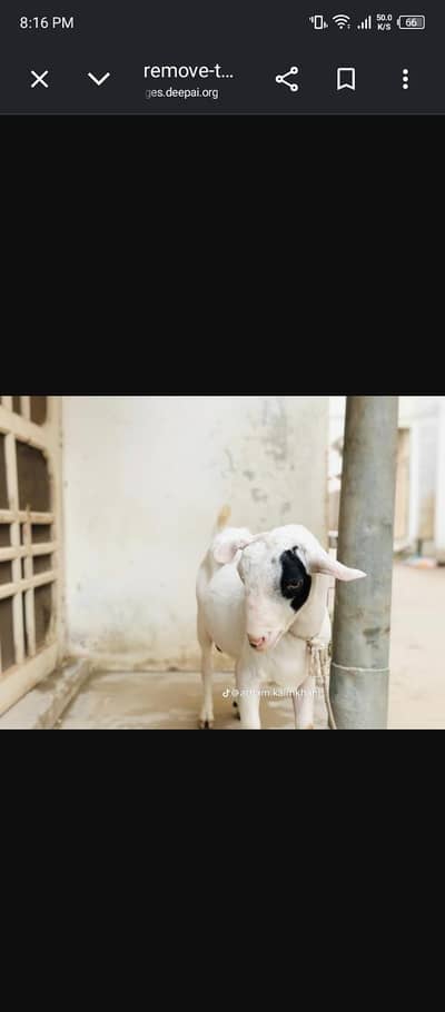 gulabi teddy breeder