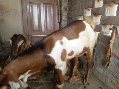 Desi  male goats