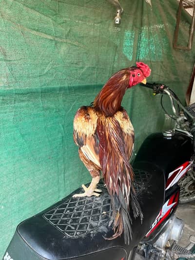 Aseel for sale