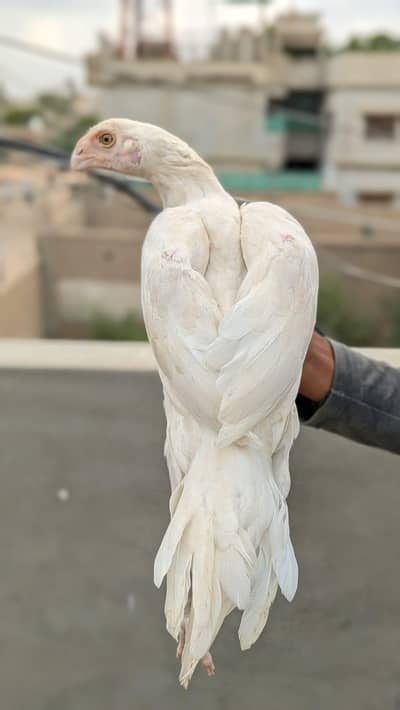 parrot beack longe tial