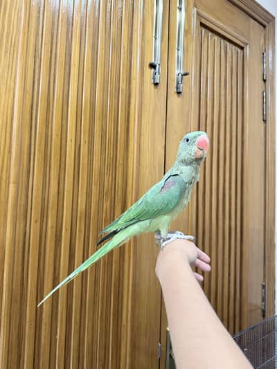 Raw parrot