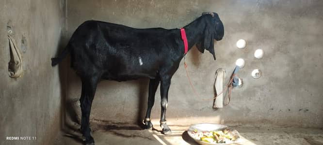 Ambritsari breed gabban bakri