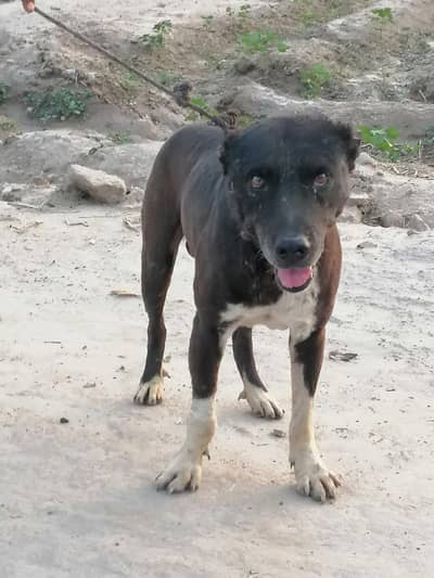 afghan kuchi male best for security Gard dog
